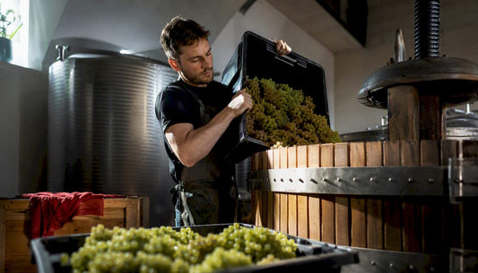 Champagne grapes being loaded into press