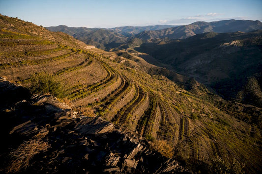Priorat slate terraces beneath evening light
